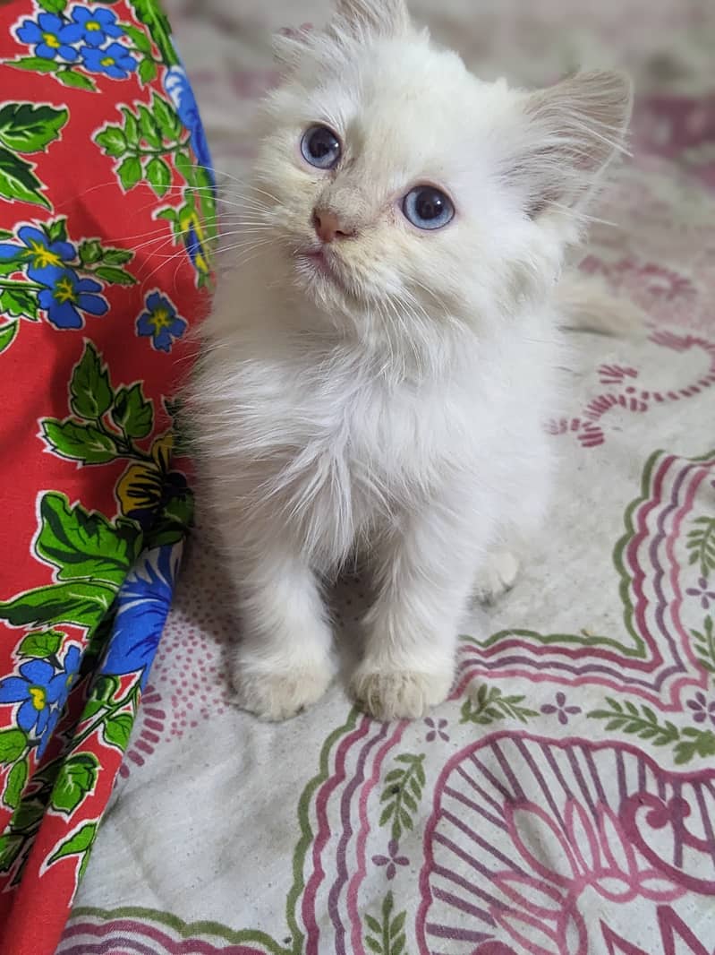 Double Coat Blue Eye Kitten 2