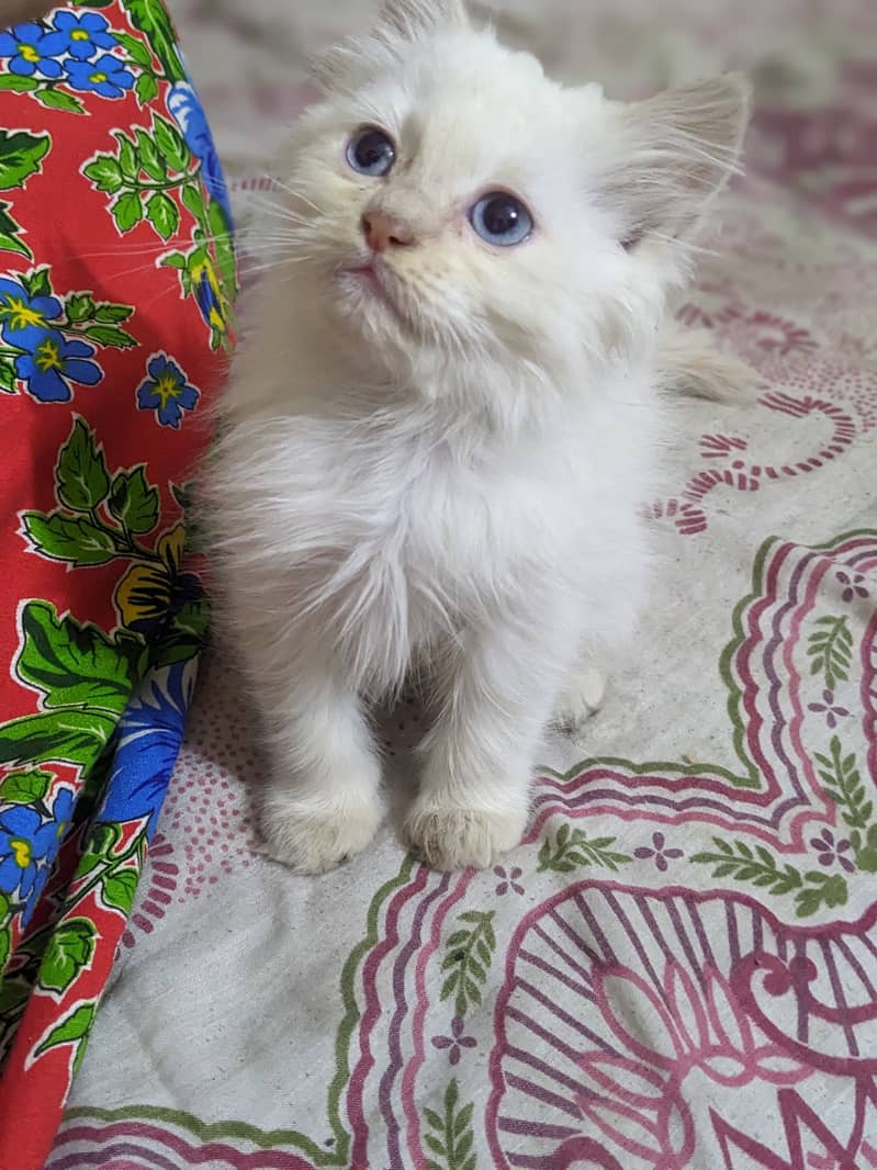 Double Coat Blue Eye Kitten 4