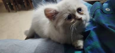 Persian 3 LayerWhite  Kitten