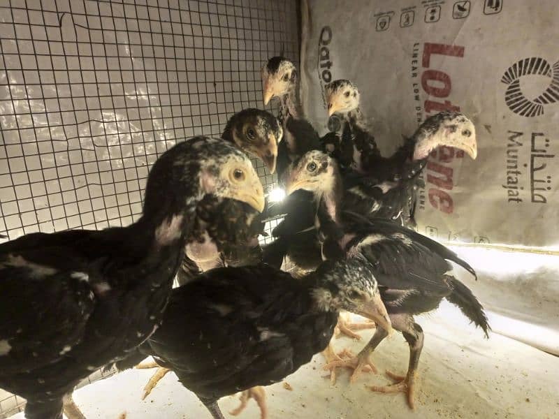 Aseel Chicks 3 weeks Healthy and Active | Black Aseel Chicks for sale 0