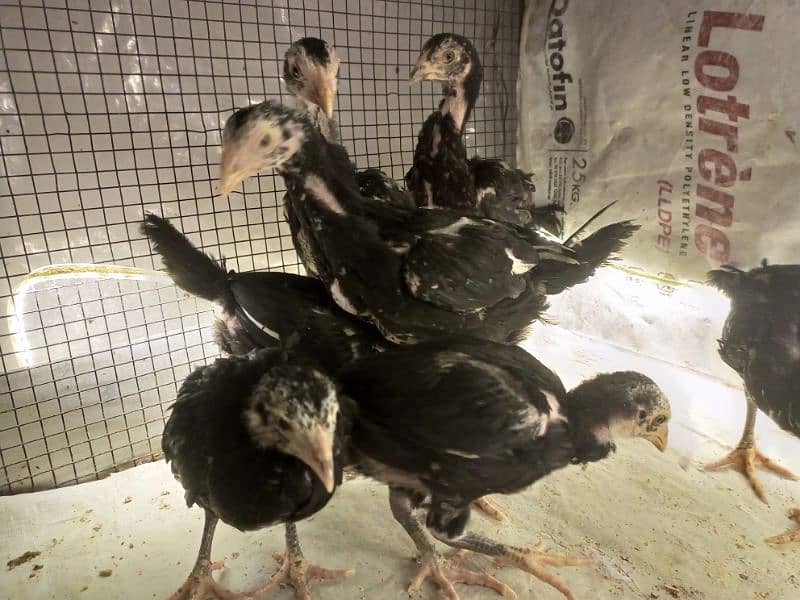 Aseel Chicks 3 weeks Healthy and Active | Black Aseel Chicks for sale 2