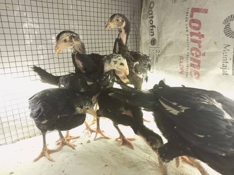 Aseel Chicks 3 weeks Healthy and Active | Black Aseel Chicks for sale 3