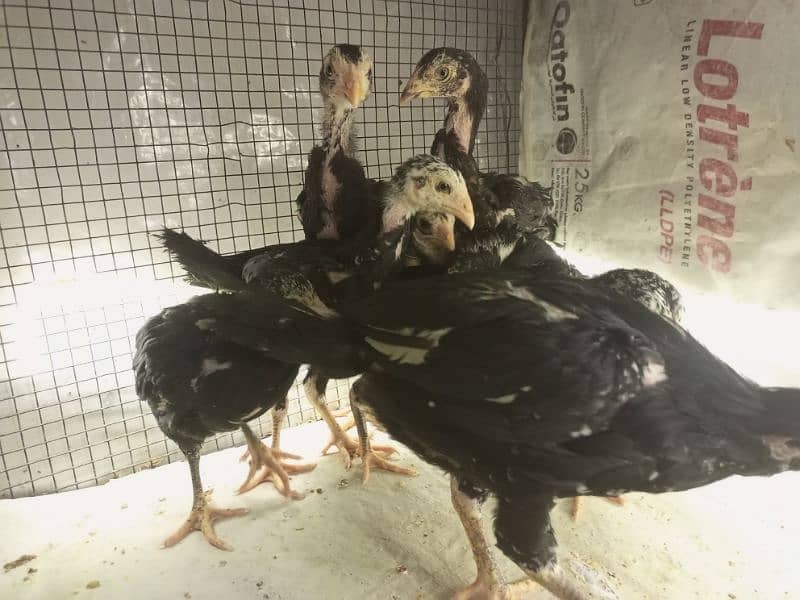 Aseel Chicks 3 weeks Healthy and Active | Black Aseel Chicks for sale 4