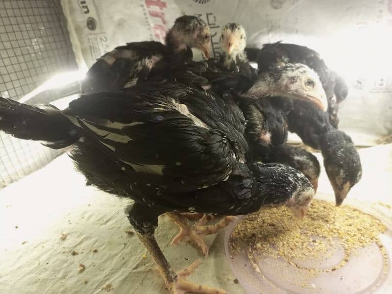 Aseel Chicks 3 weeks Healthy and Active | Black Aseel Chicks for sale 6