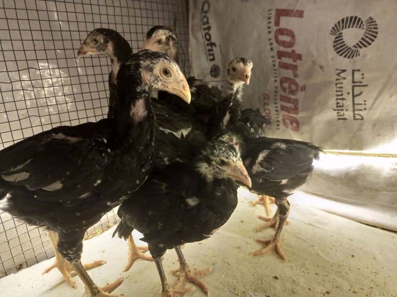 Aseel Chicks 3 weeks Healthy and Active | Black Aseel Chicks for sale 8