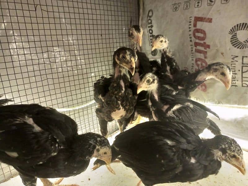 Aseel Chicks 3 weeks Healthy and Active | Black Aseel Chicks for sale 9