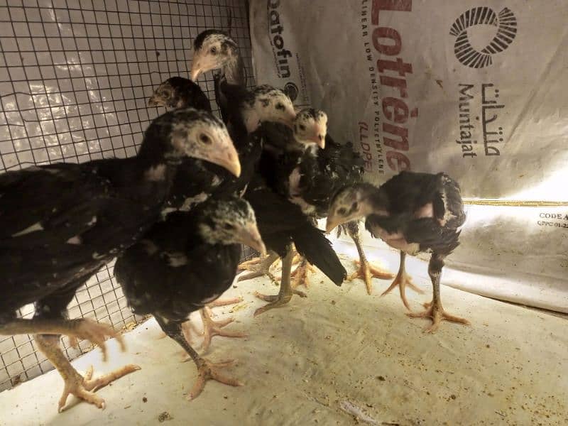 Aseel Chicks 3 weeks Healthy and Active | Black Aseel Chicks for sale 10