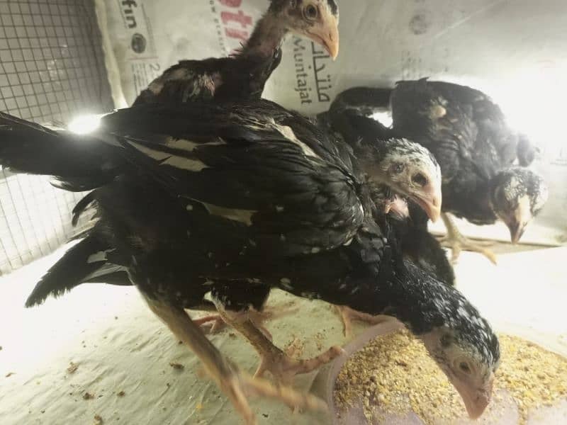 Aseel Chicks 3 weeks Healthy and Active | Black Aseel Chicks for sale 11