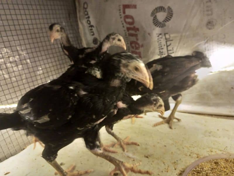 Aseel Chicks 3 weeks Healthy and Active | Black Aseel Chicks for sale 12