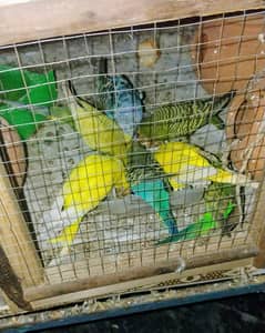 3 Australion Parrot For Sale Just