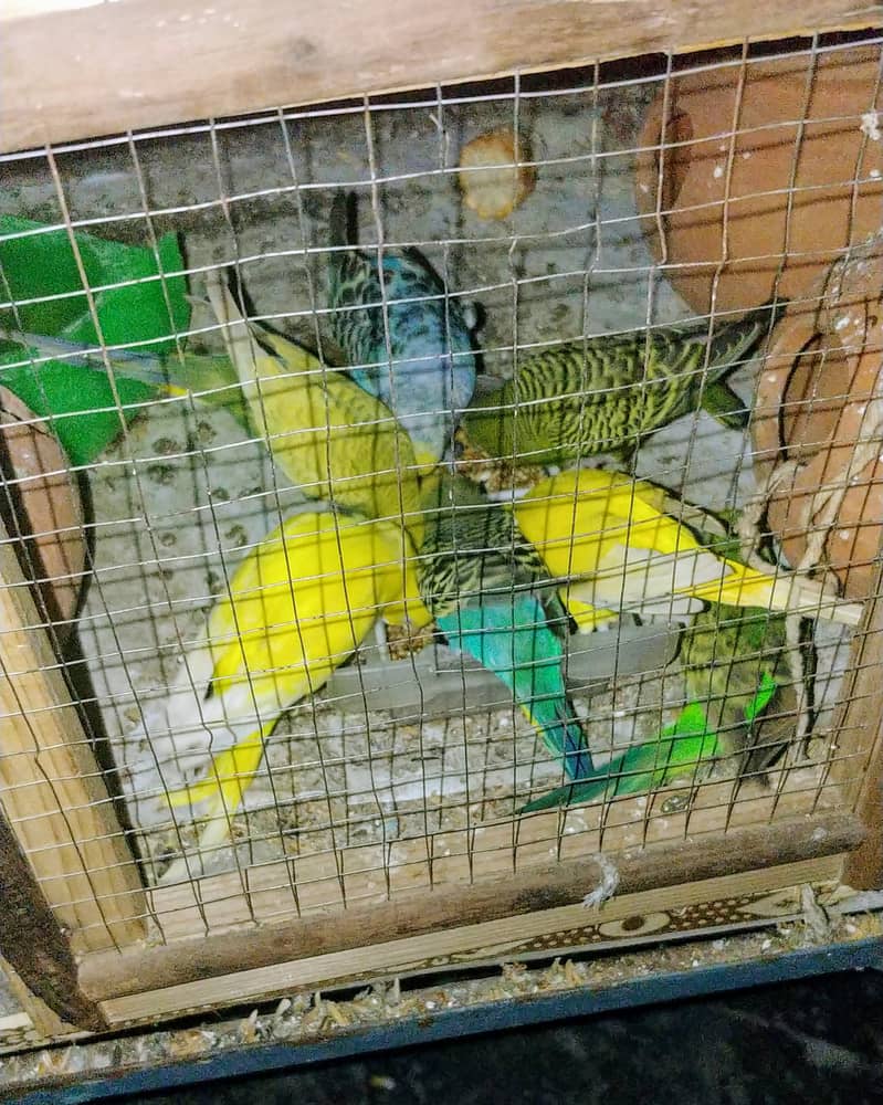 3 Australion Parrot For Sale Just 0