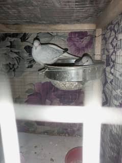 Diamond dove pair full time breeders