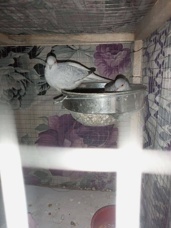 Diamond dove pair full time breeders 0