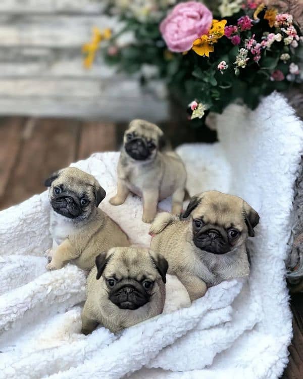 pug puppies 0