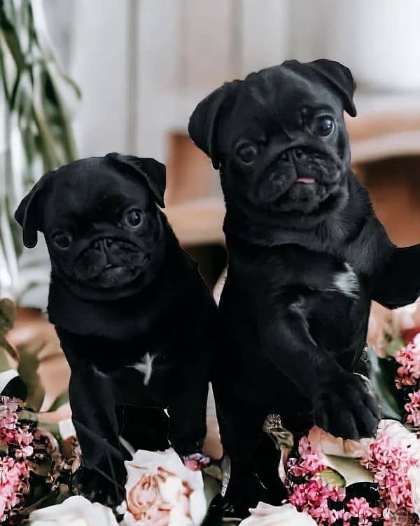 pug puppies 1