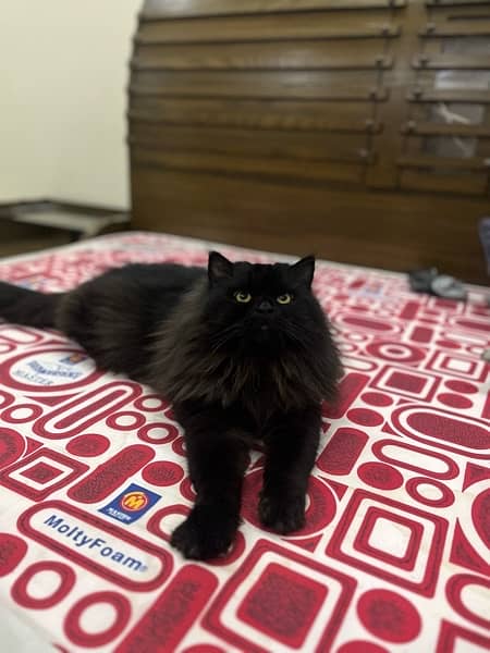 Black persian male 0