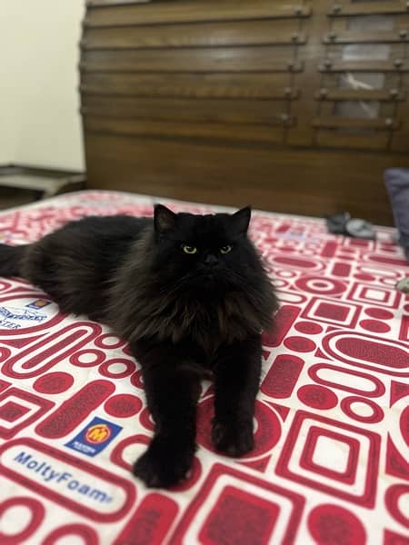 Black persian male 1