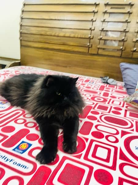 Black persian male 3