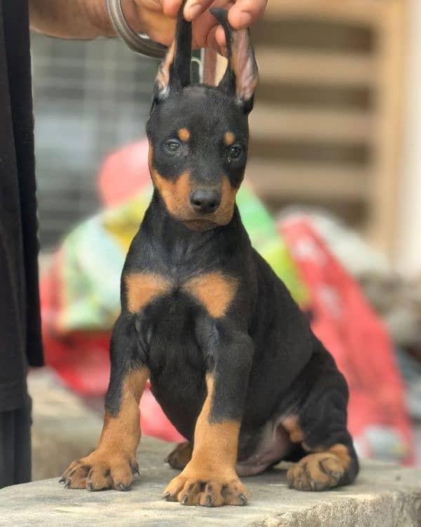 doberman puppies 0