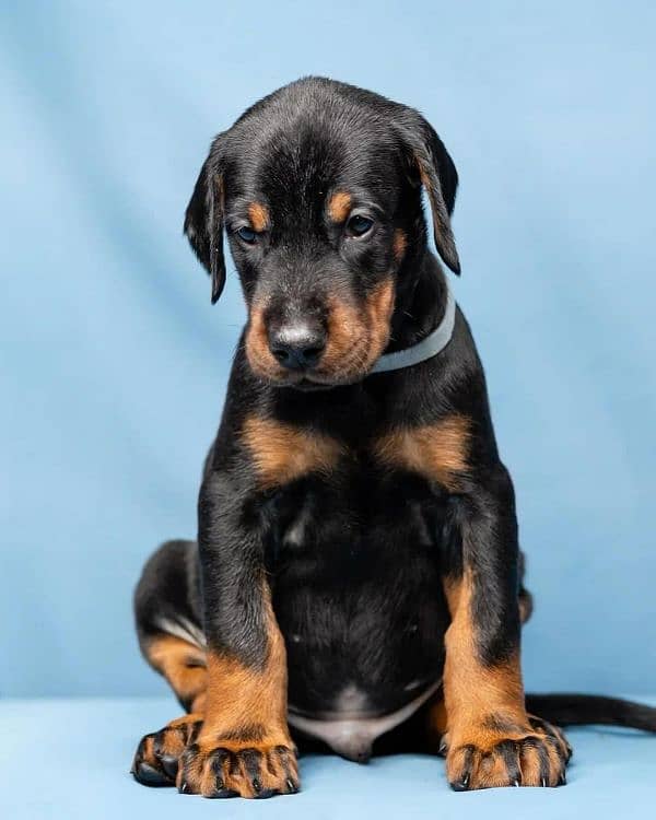 doberman puppies 1