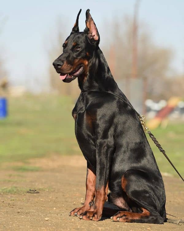 doberman puppies 3