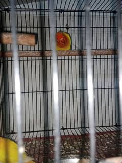 Latino personata lovebird