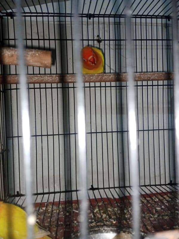 Latino personata lovebird 0