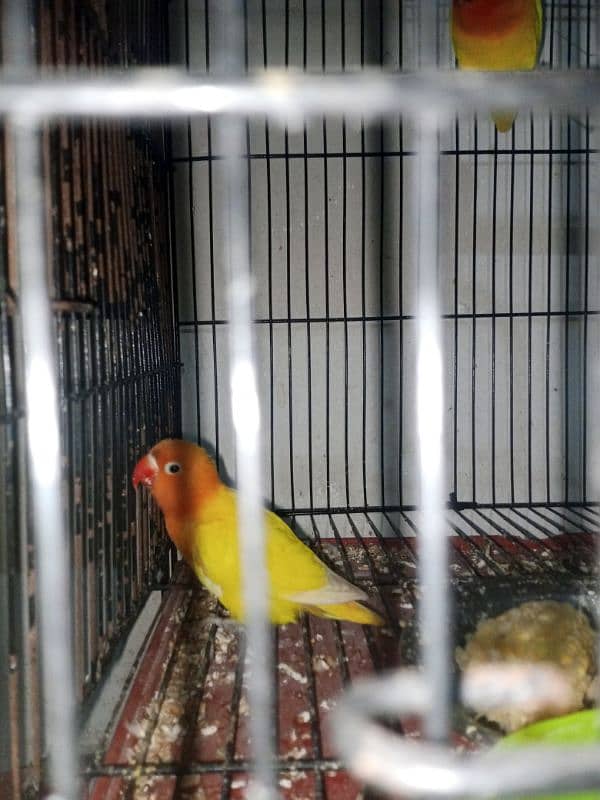 Latino personata lovebird 1