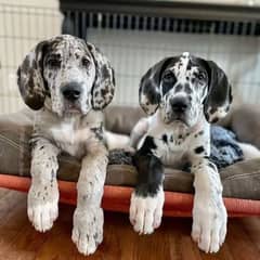 Great dane puppies