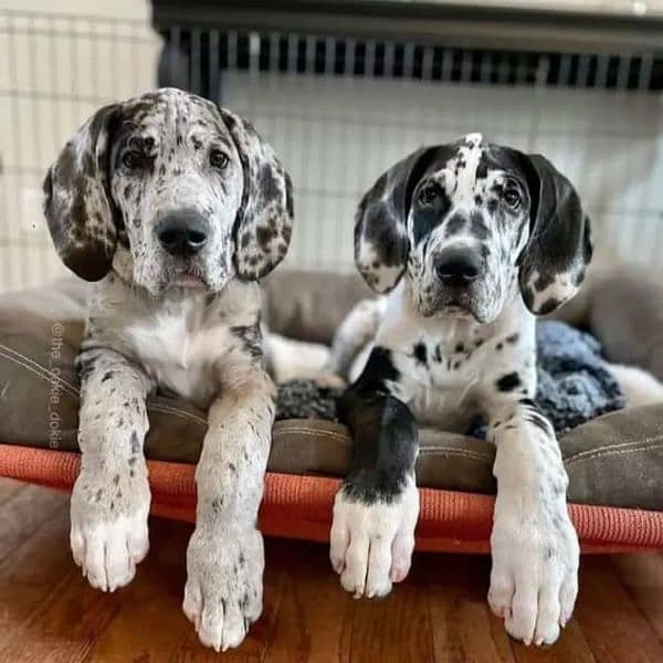 Great dane puppies 0