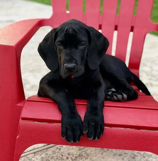 Great dane puppies 1