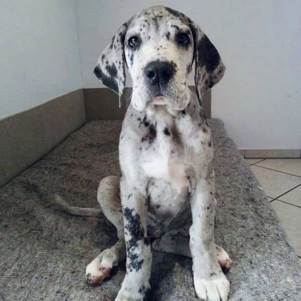 Great dane puppies 2