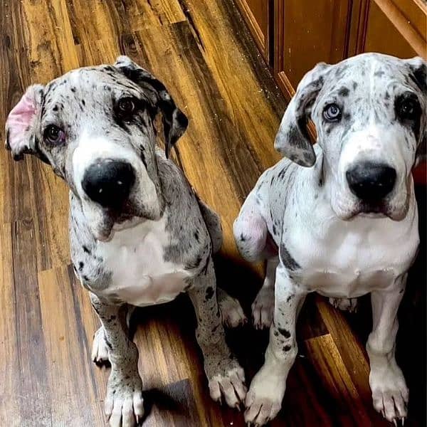 Great dane puppies 3