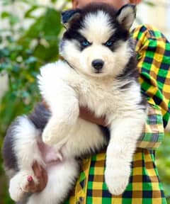 siberian husky puppies