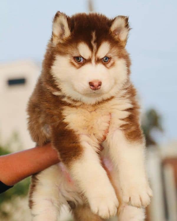 siberian husky puppies 0