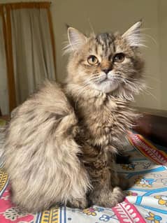 4 months old Persian cat