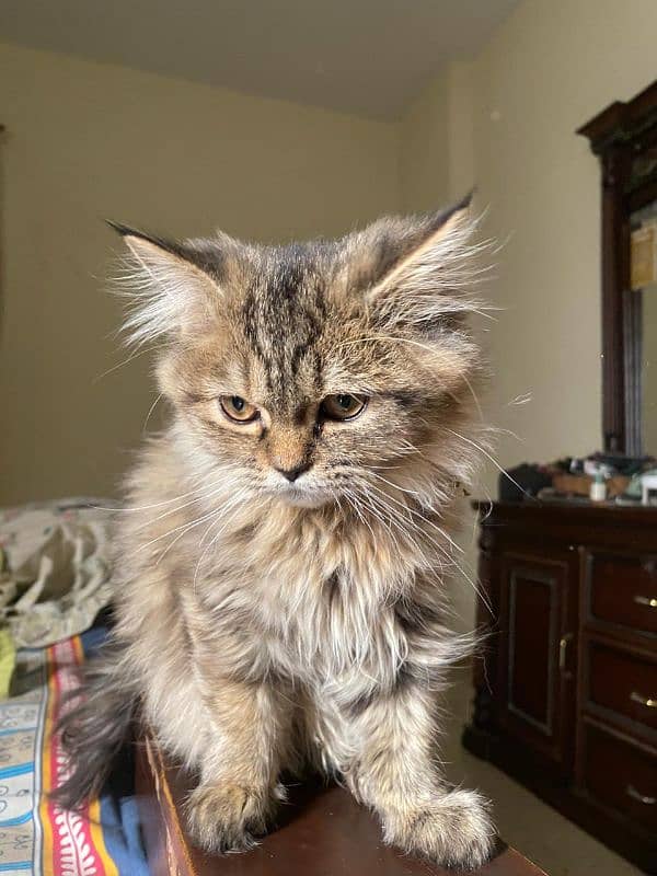 4 months old Persian cat 1