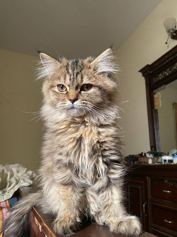 4 months old Persian cat 3