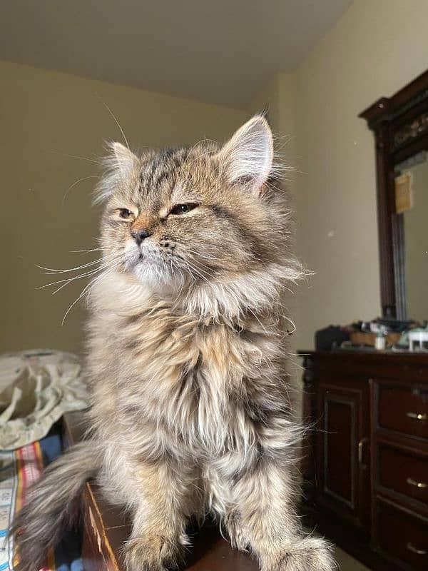 4 months old Persian cat 4