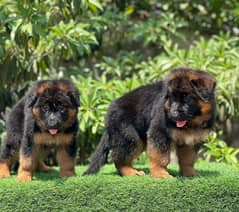 German shepherd puppies