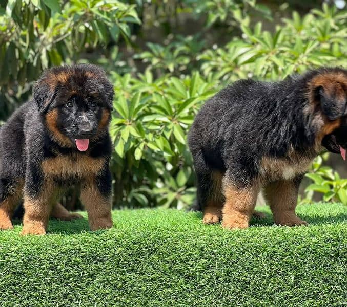 German shepherd puppies 1