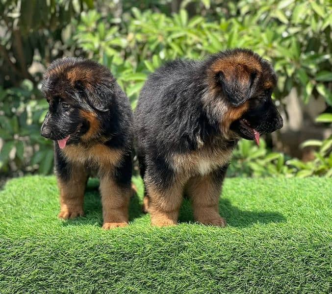 German shepherd puppies 2