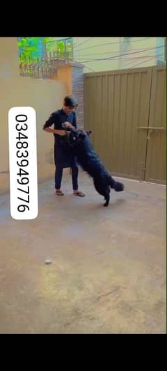 Full Black long coat German shepherd Female available for sell