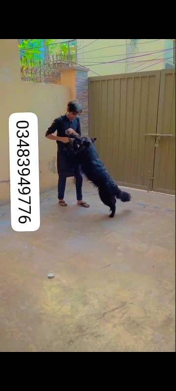 Full Black long coat German shepherd Female available for sell 0