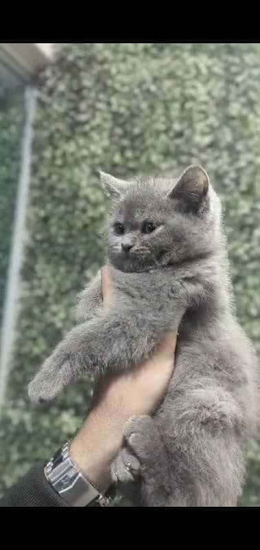 British Shorthair Kitten 2