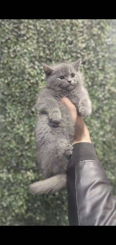 British Shorthair Kitten 4