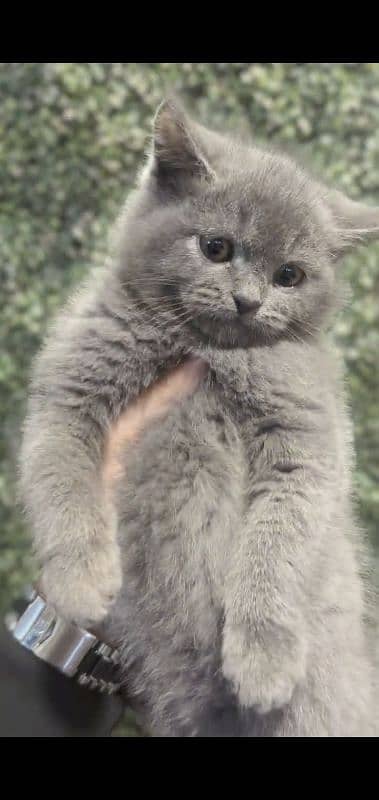 British Shorthair Kitten 5