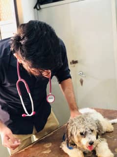 Veterinary Doctor