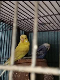 Australian parrot breeder pair 3 fee pair 1000 ka