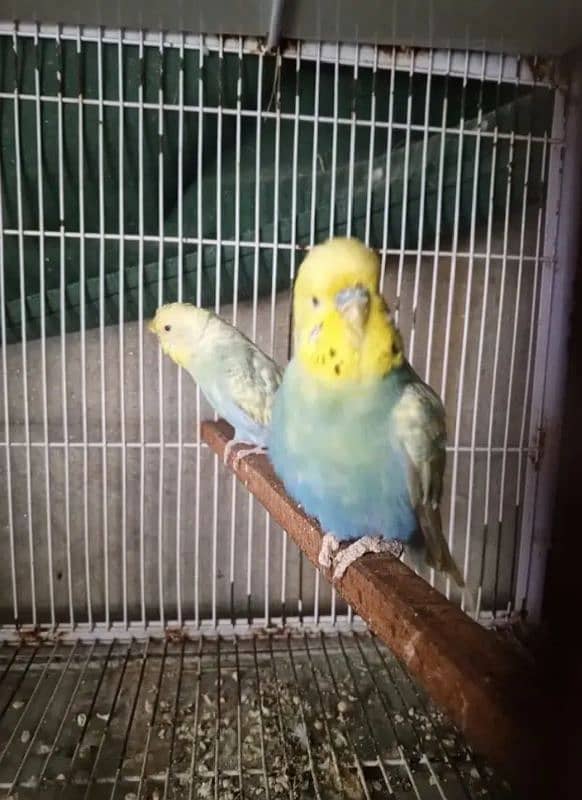 Australian parrot breeder pair 3 fee pair 1000 ka 1